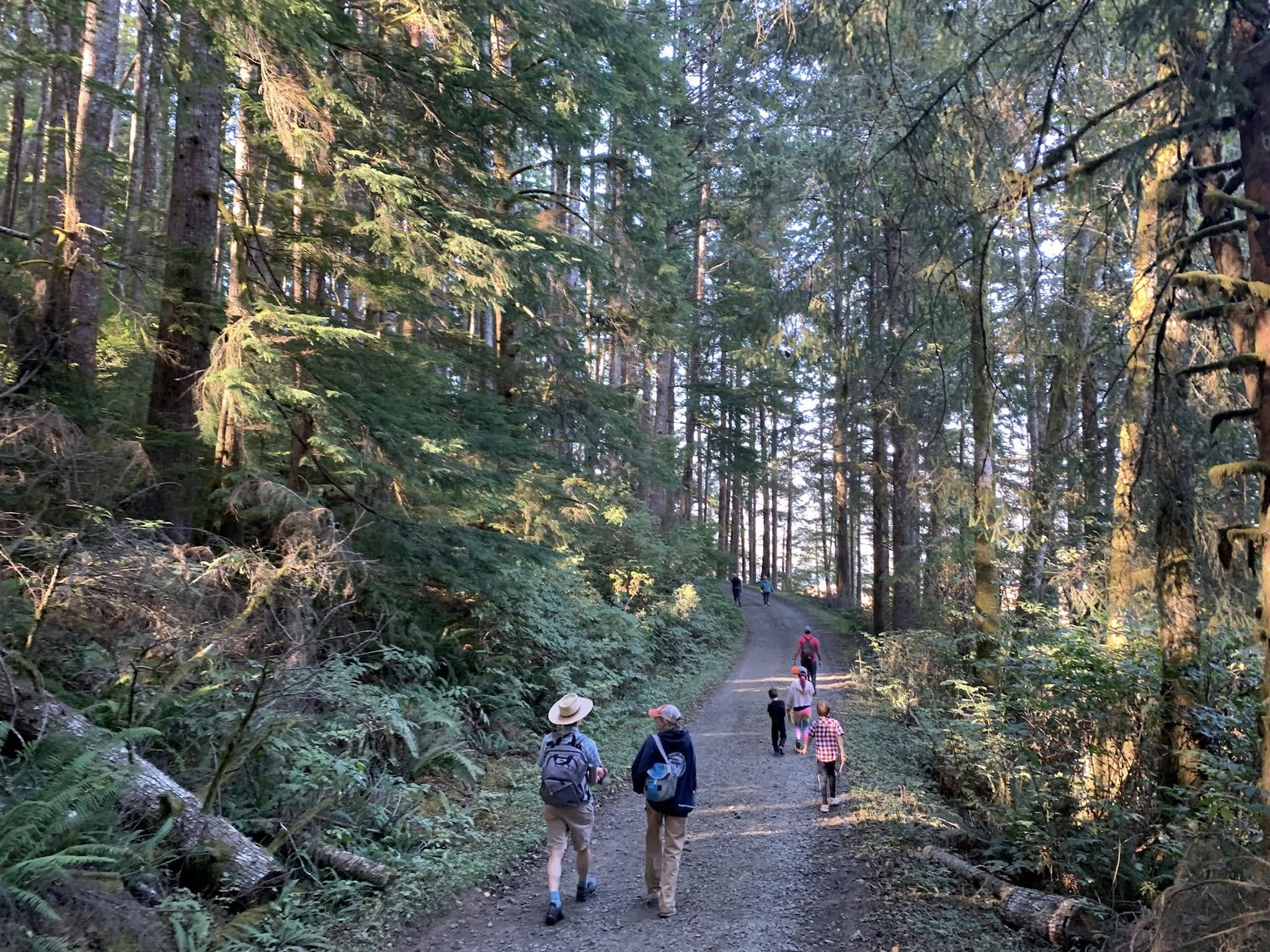 Five people walking on an access road through tall trees
